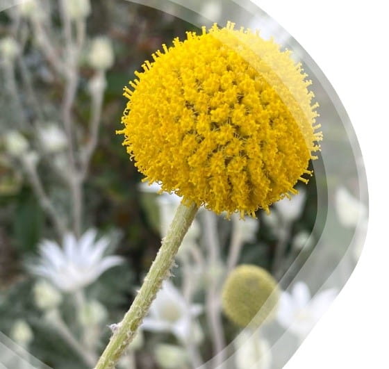 South Eveleigh Native Gardens - Billy Butons