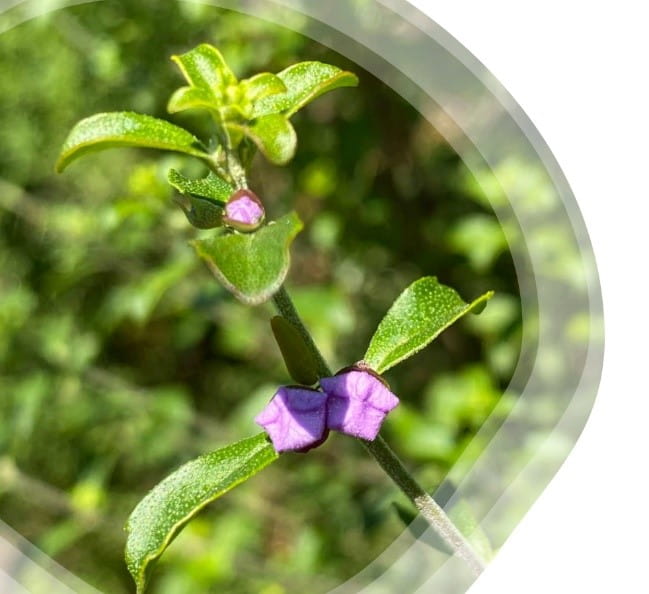 South Eveleigh Native Gardens - Bush Mint