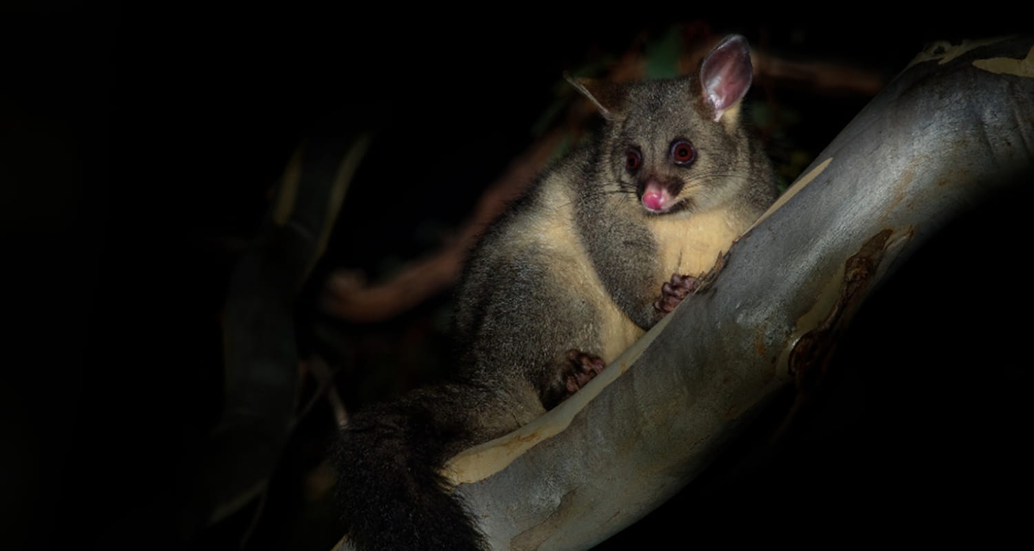 After Dark Tour with Clarence Slockee at South Eveleigh