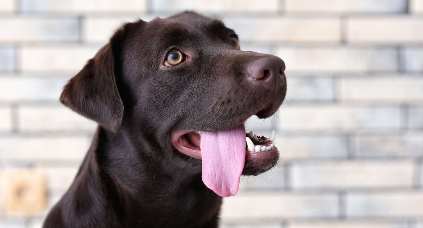 Adopt a puppy day at Brewdog South Eveleigh with Maggie's Rescue