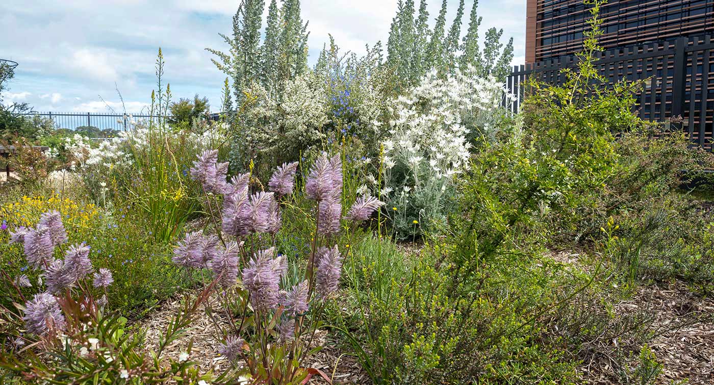 Sydney Design Week Powerhouse Museum Event at South Eveleigh Indigenous Rooftop Garden