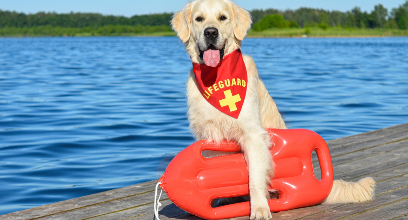 Surf Patrol South Eveleigh