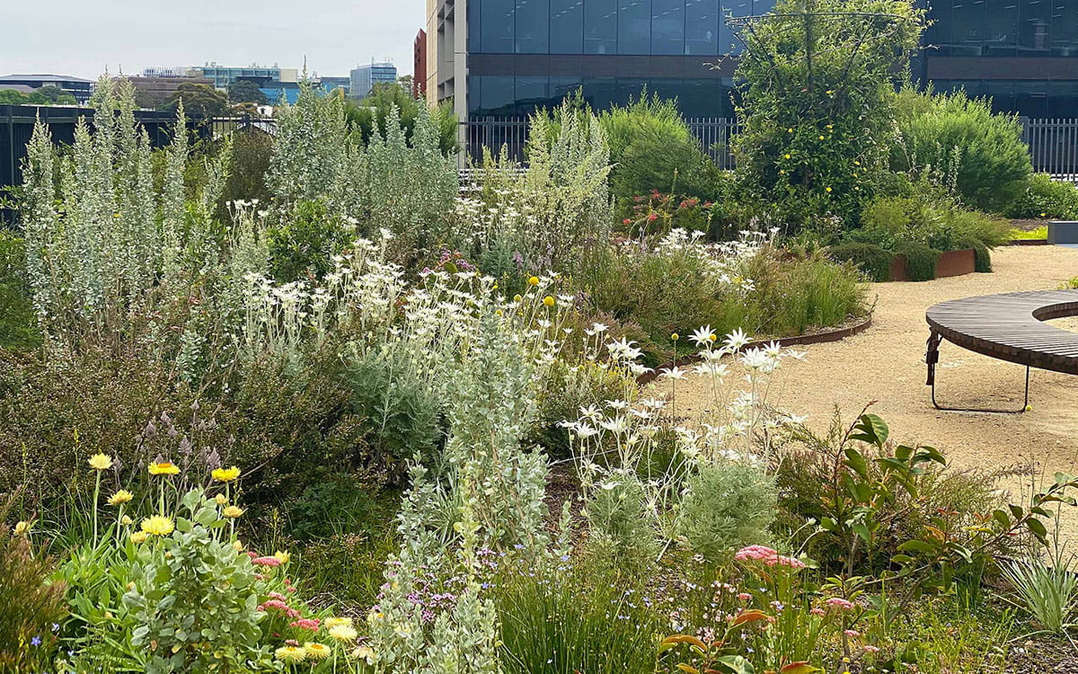 South Eveleigh Community Rooftop Garden Jiwah
