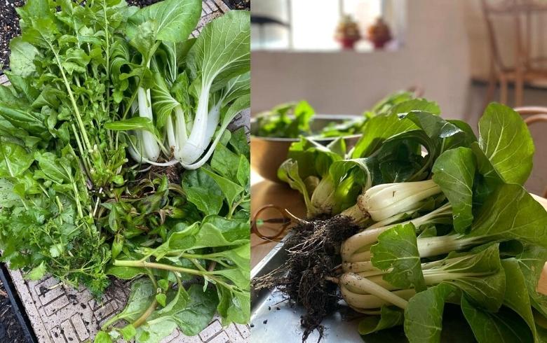 Permaculture Garden Kylie Kwong Jiwah Alexandria Park Community School