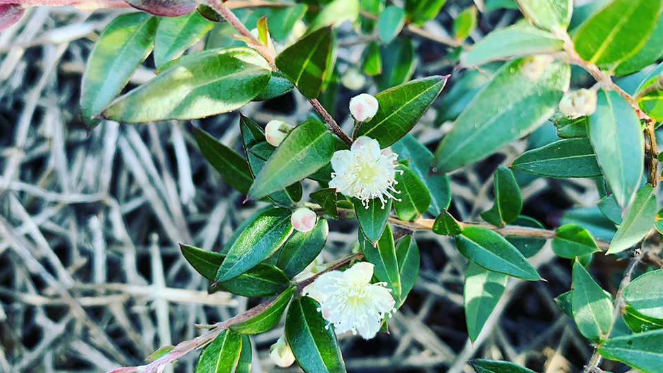 native australian plants